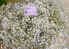 Gypsophila van Pan American.